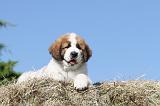 SAINT BERNARD 008